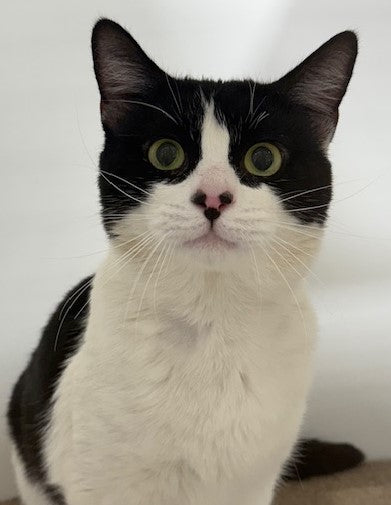 RESCUE KITTEN DSH MALE BLACK AND WHITE 423 - DUBBIE