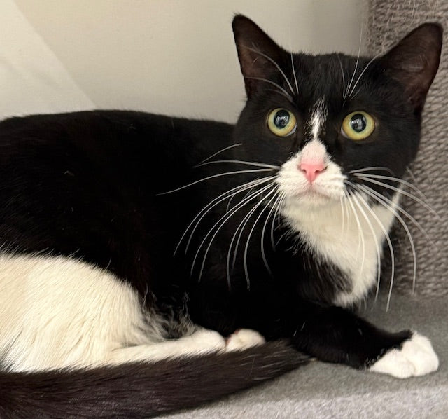 RESCUE KITTEN DSH FEMALE BLACK AND WHITE 682 - MEXI