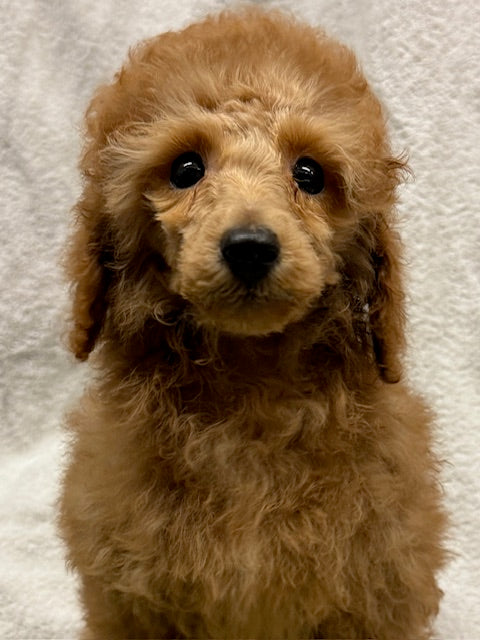 PUP TOY POODLE MALE APRICOT 017