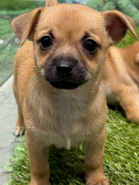 PUP CHIHUAHUA FEMALE TAN 899