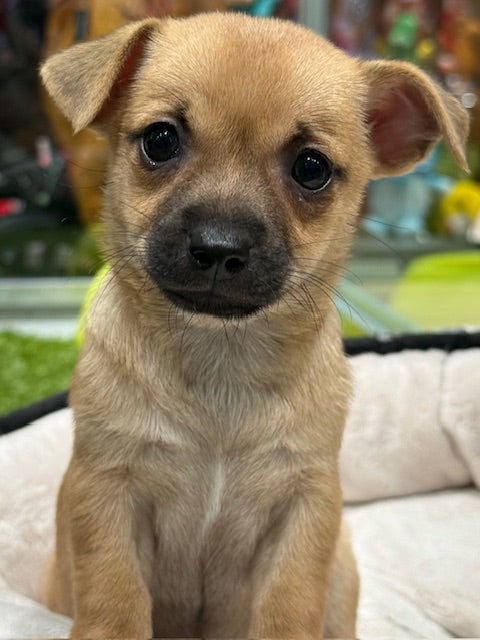 PUP CHIHUAHUA FEMALE TAN 899
