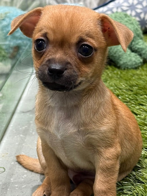 PUP CHIHUAHUA MALE TAN 901