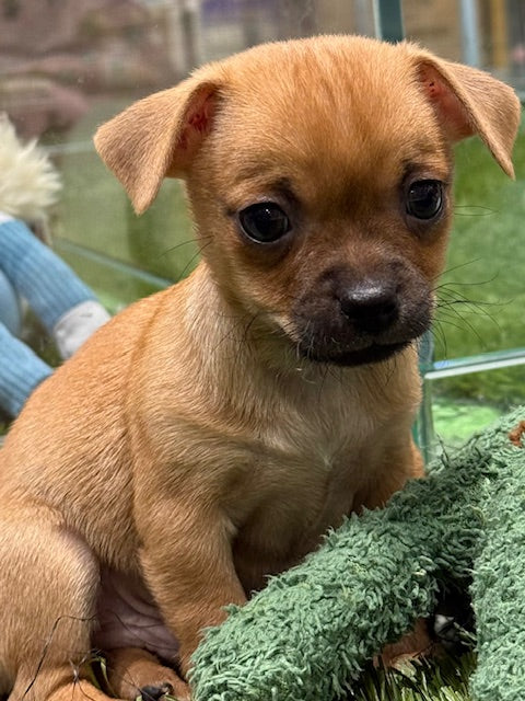 PUP CHIHUAHUA MALE TAN 901