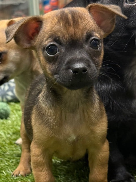 PUP CHIHUAHUA FEMALE SHADED RED 912