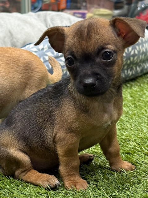 PUP CHIHUAHUA FEMALE SHADED RED 912
