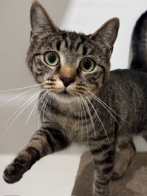 RESCUE KITTEN DSH FEMALE TABBY 525 - SADIE